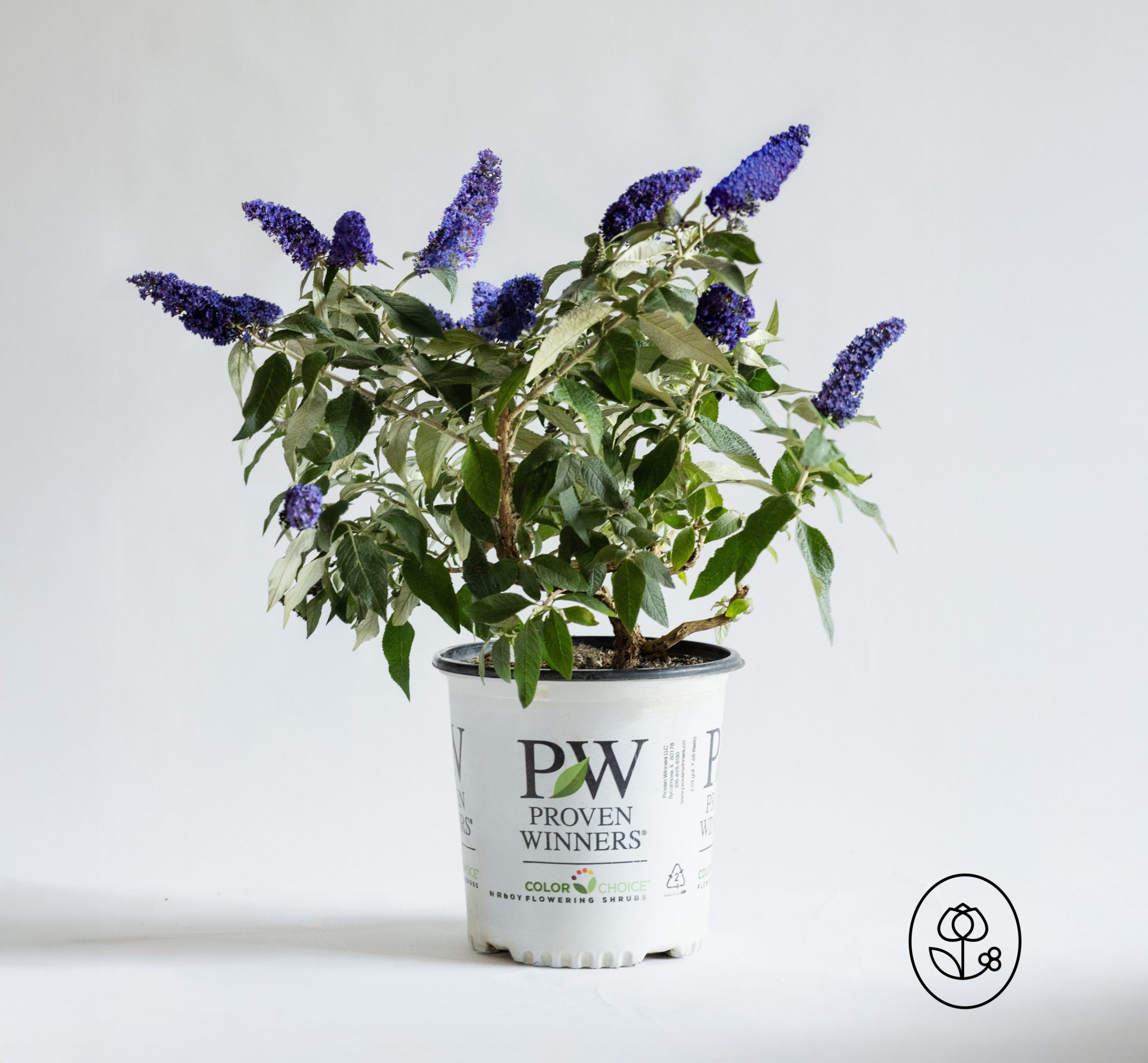 Proven Winners Buddleia Grower Pot Dewar