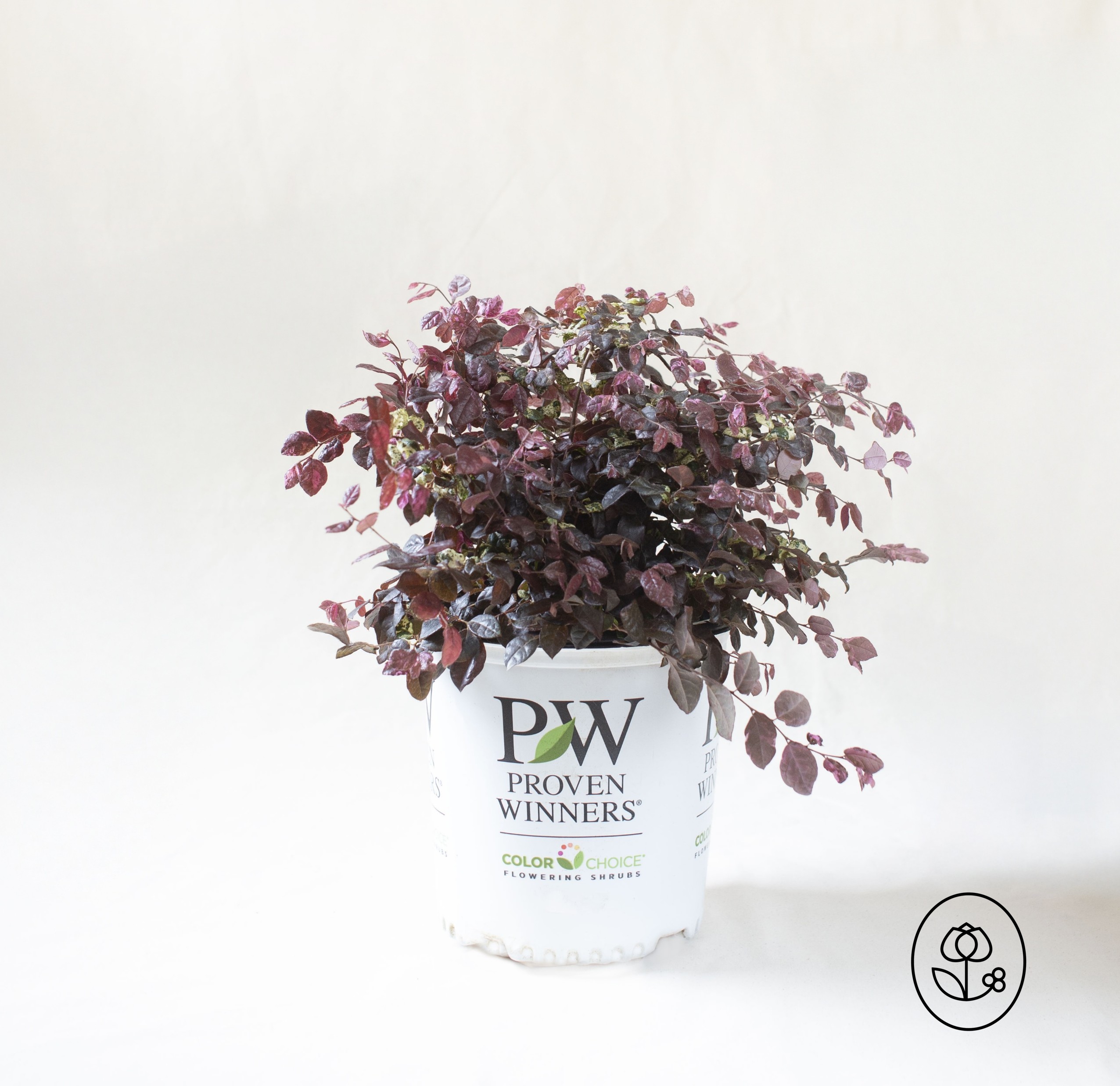 Proven Winners Loropetalum Dewar