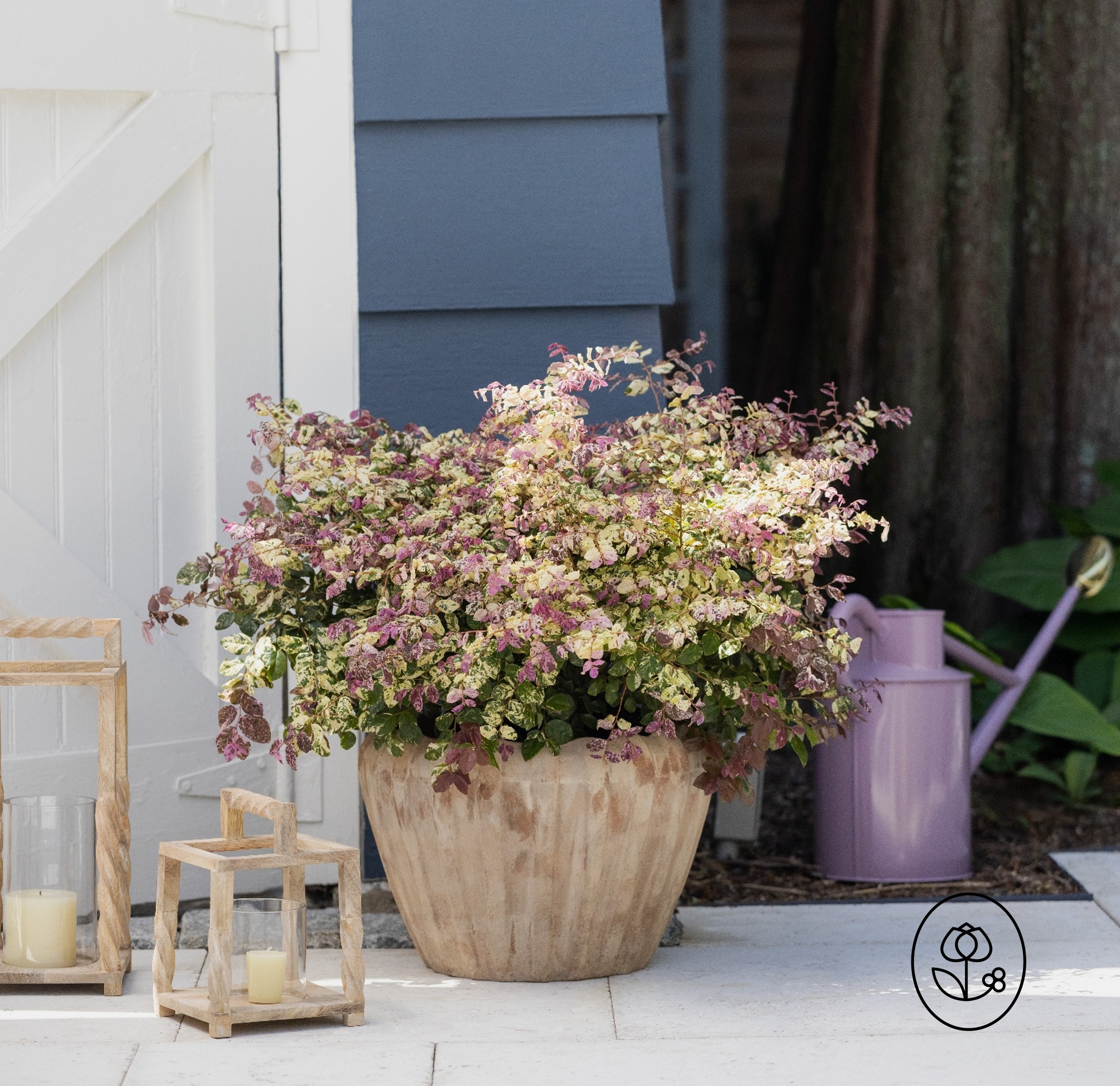 Proven Winners Loropetalum Lifestyle Dewar