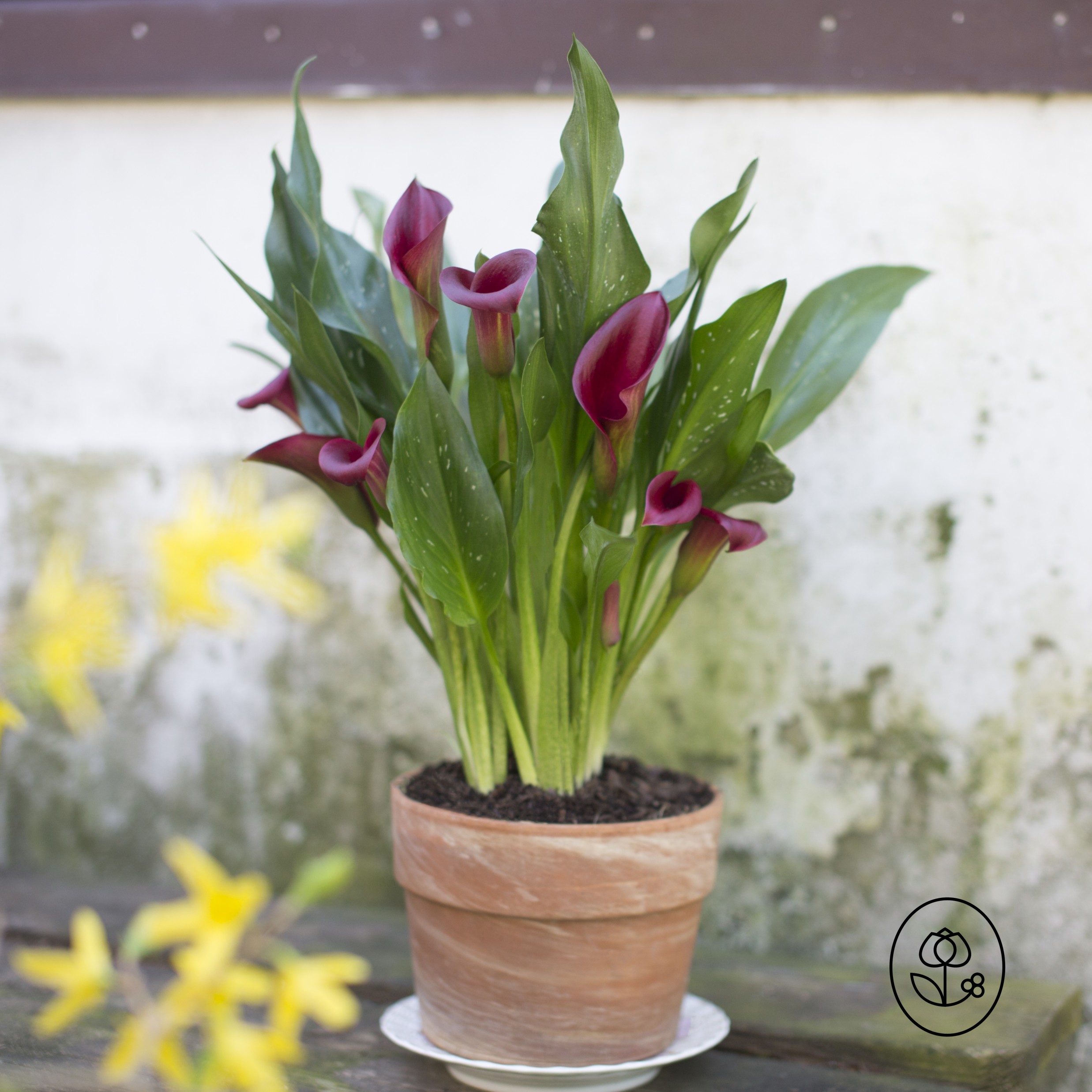 Purple Calla Lily Lifestyle Dewar