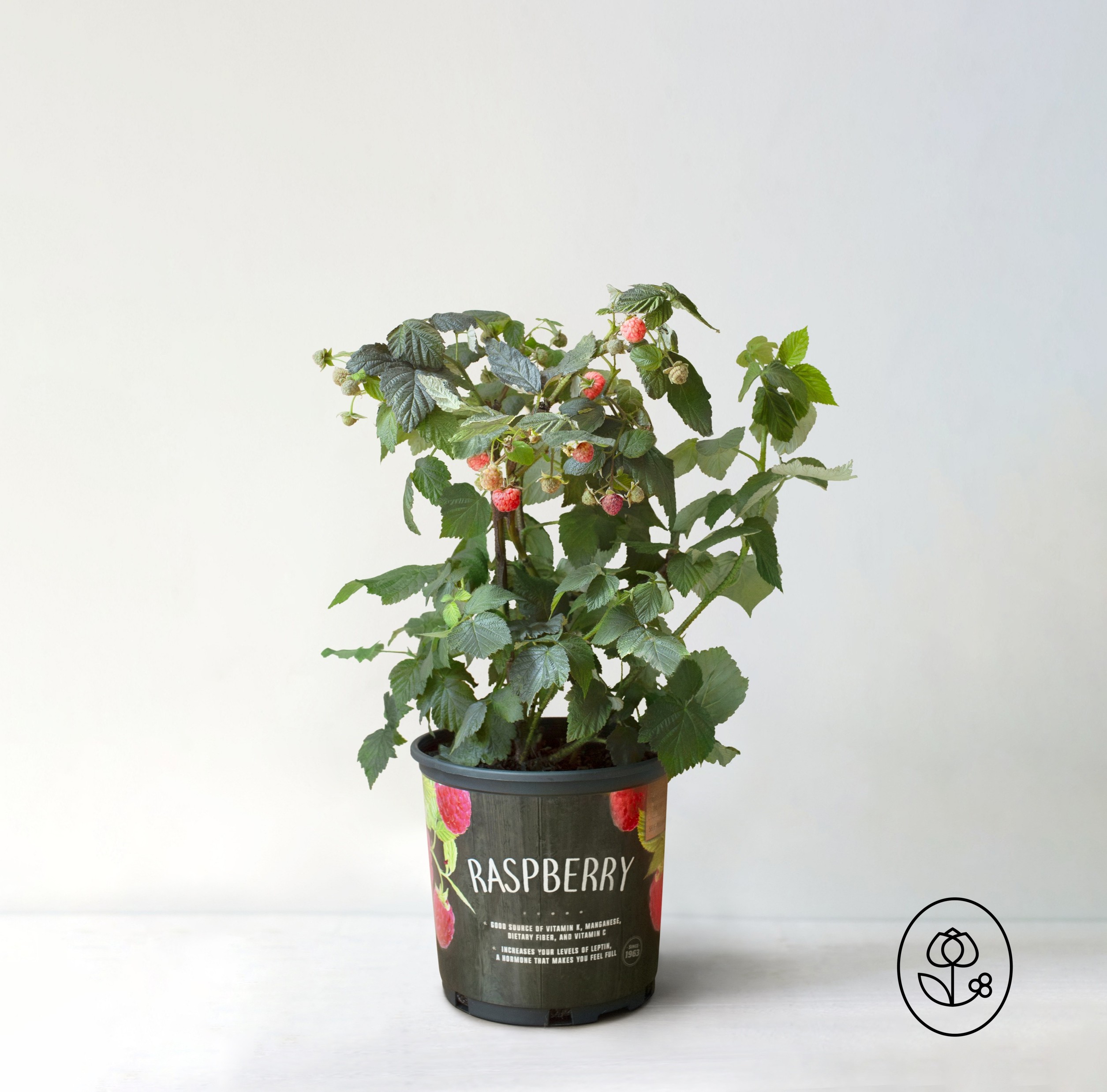 Raspberry Grower Pot Dewar
