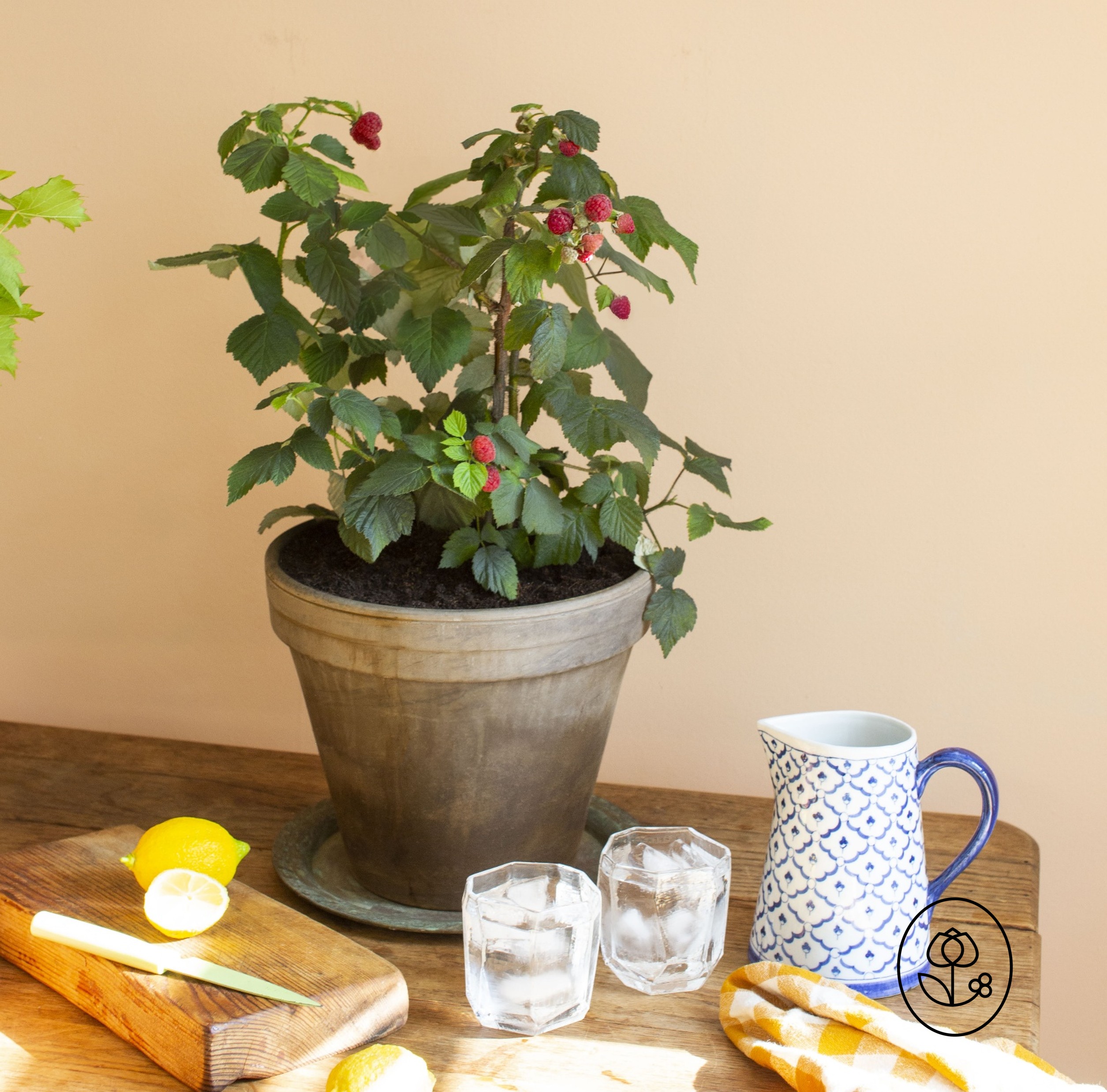 Raspberry Lifestyle Dewar