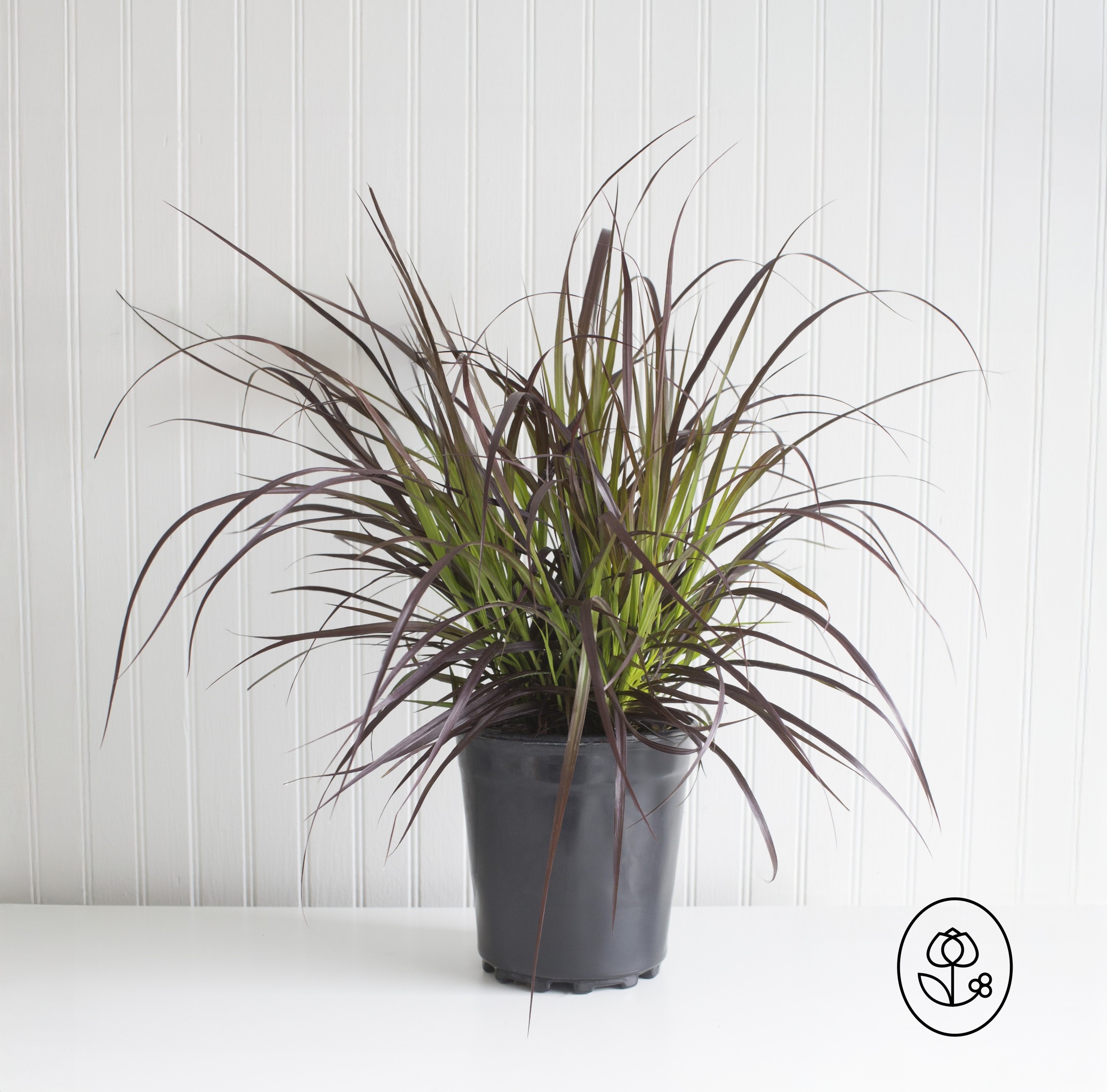 Rubrum Grass Grower Pot Dewar