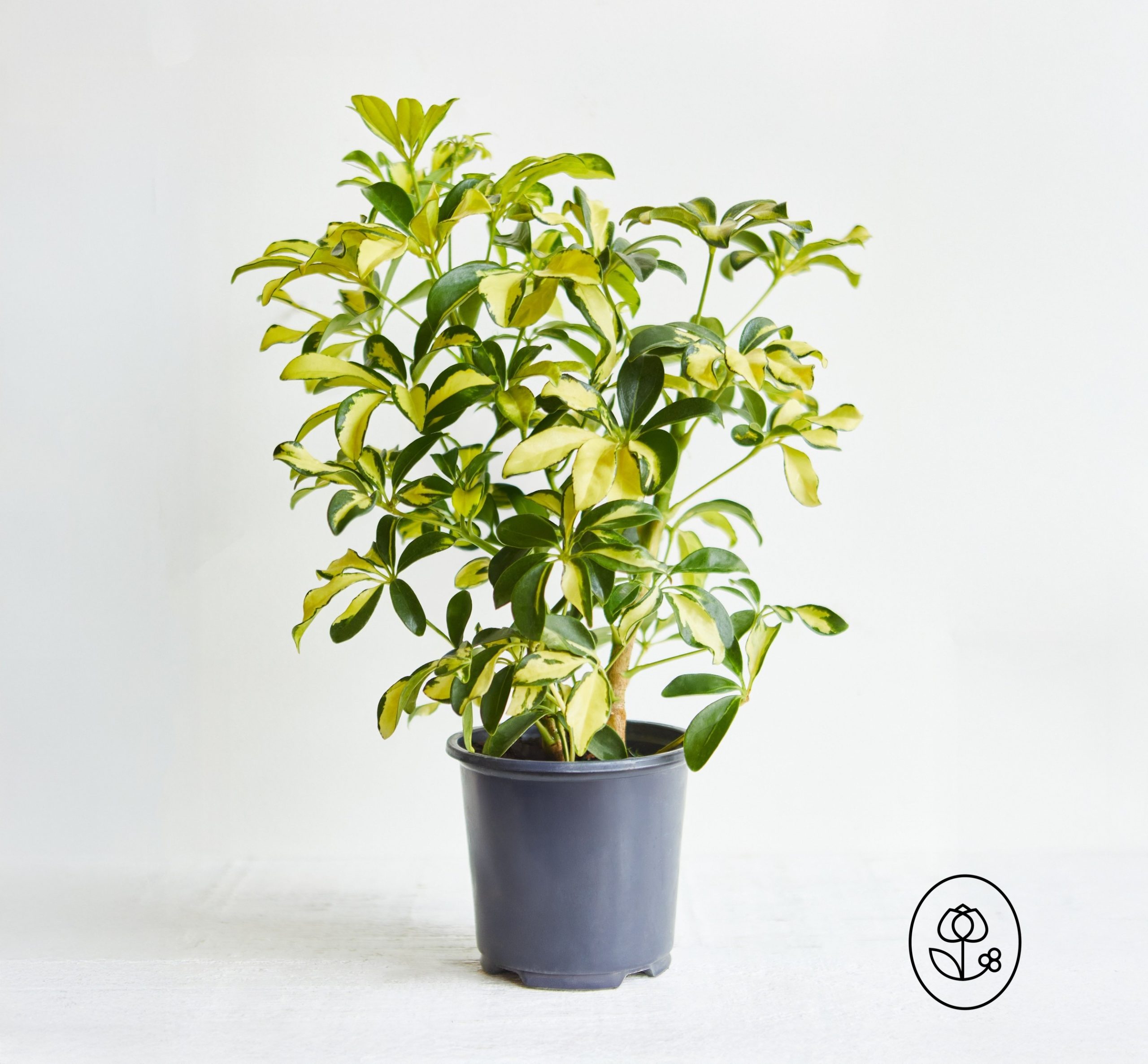 Schefflera Trinette Product Dewar