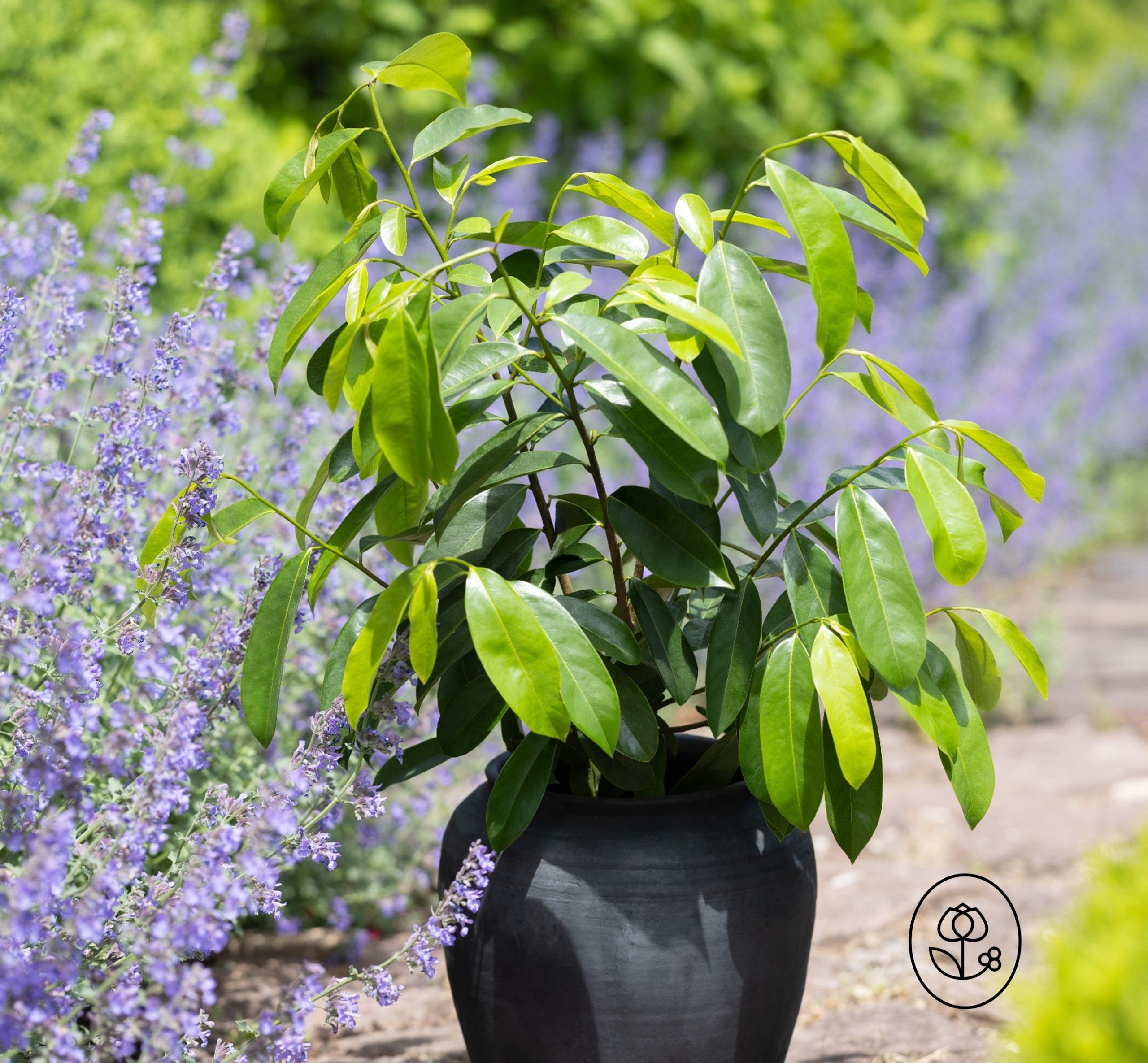 Soursop Lifestyle Dewar