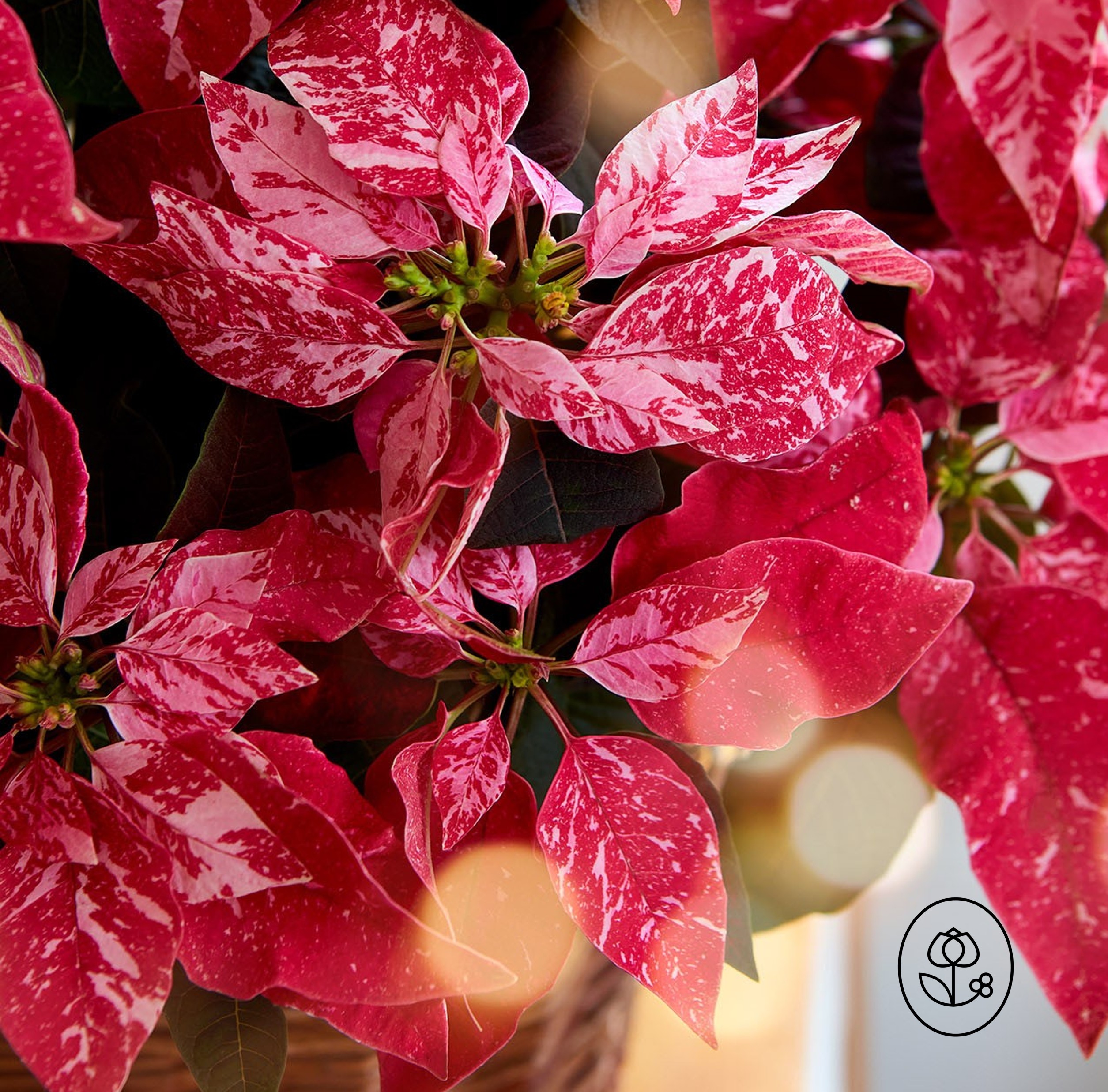 Sparkling Rouge Poinsettia Closeup Dewar