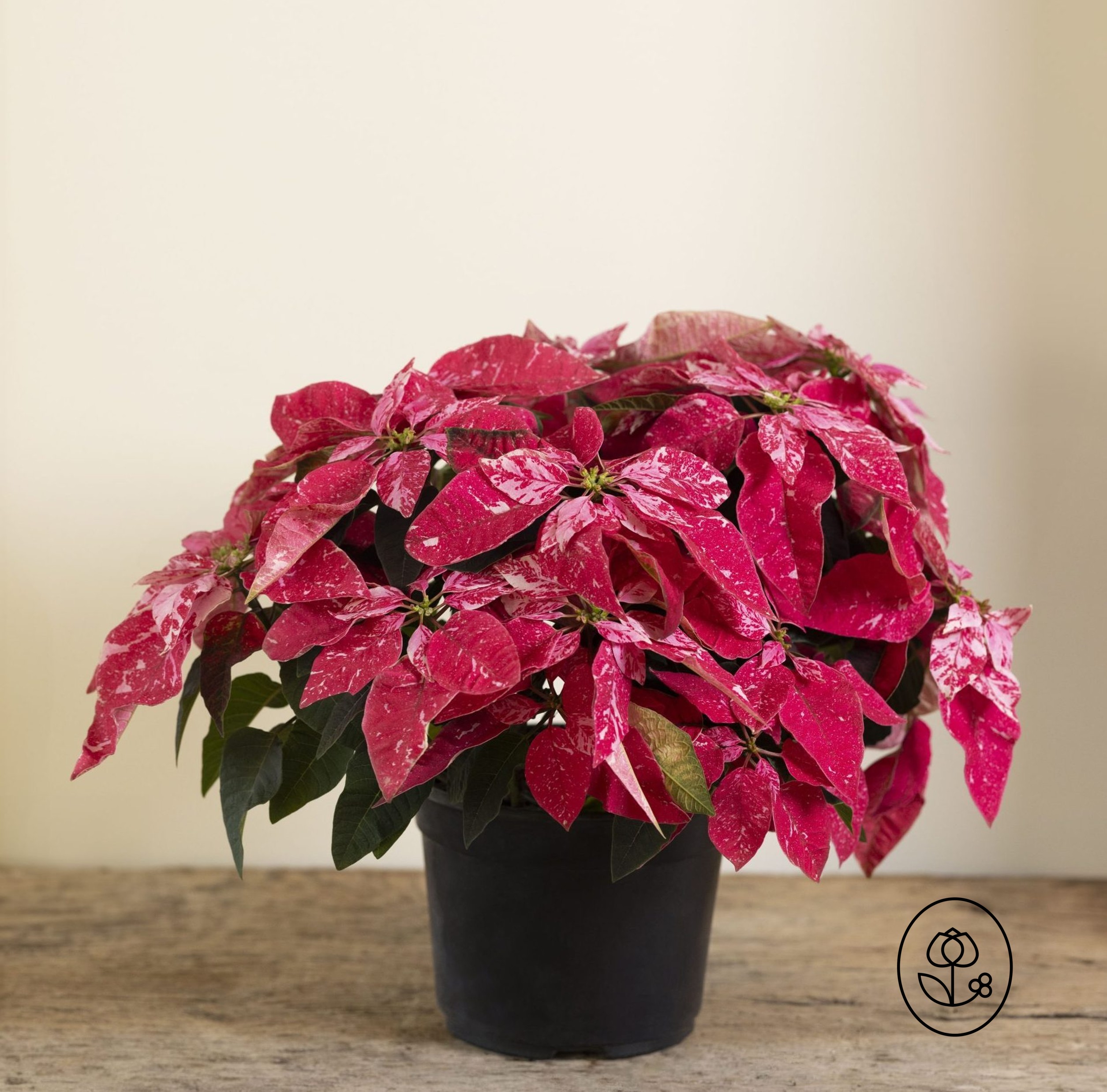 Sparkling Rouge Poinsettia Grower Pot Dewar