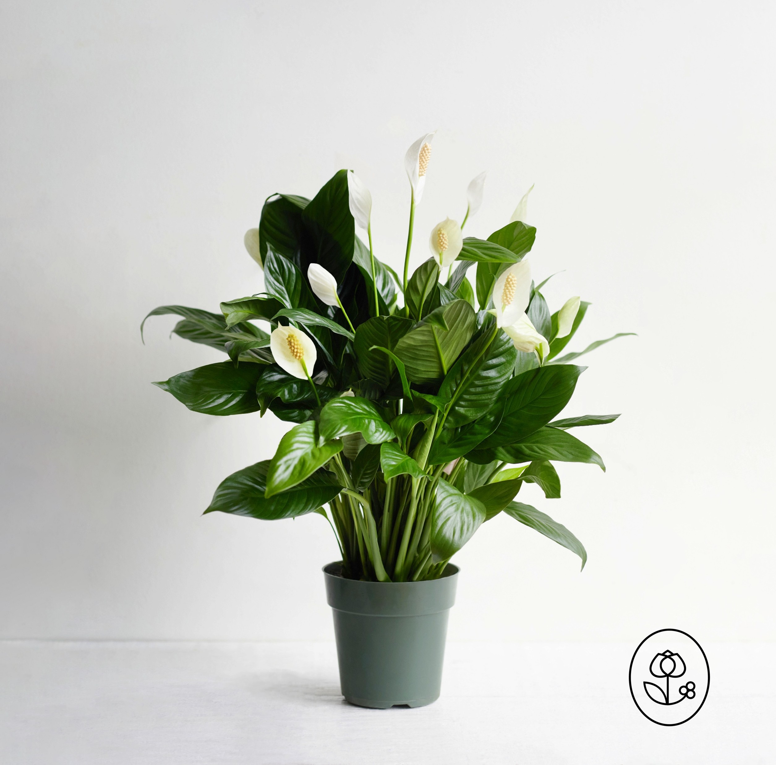 Spathiphyllum Grower Pot Dewar