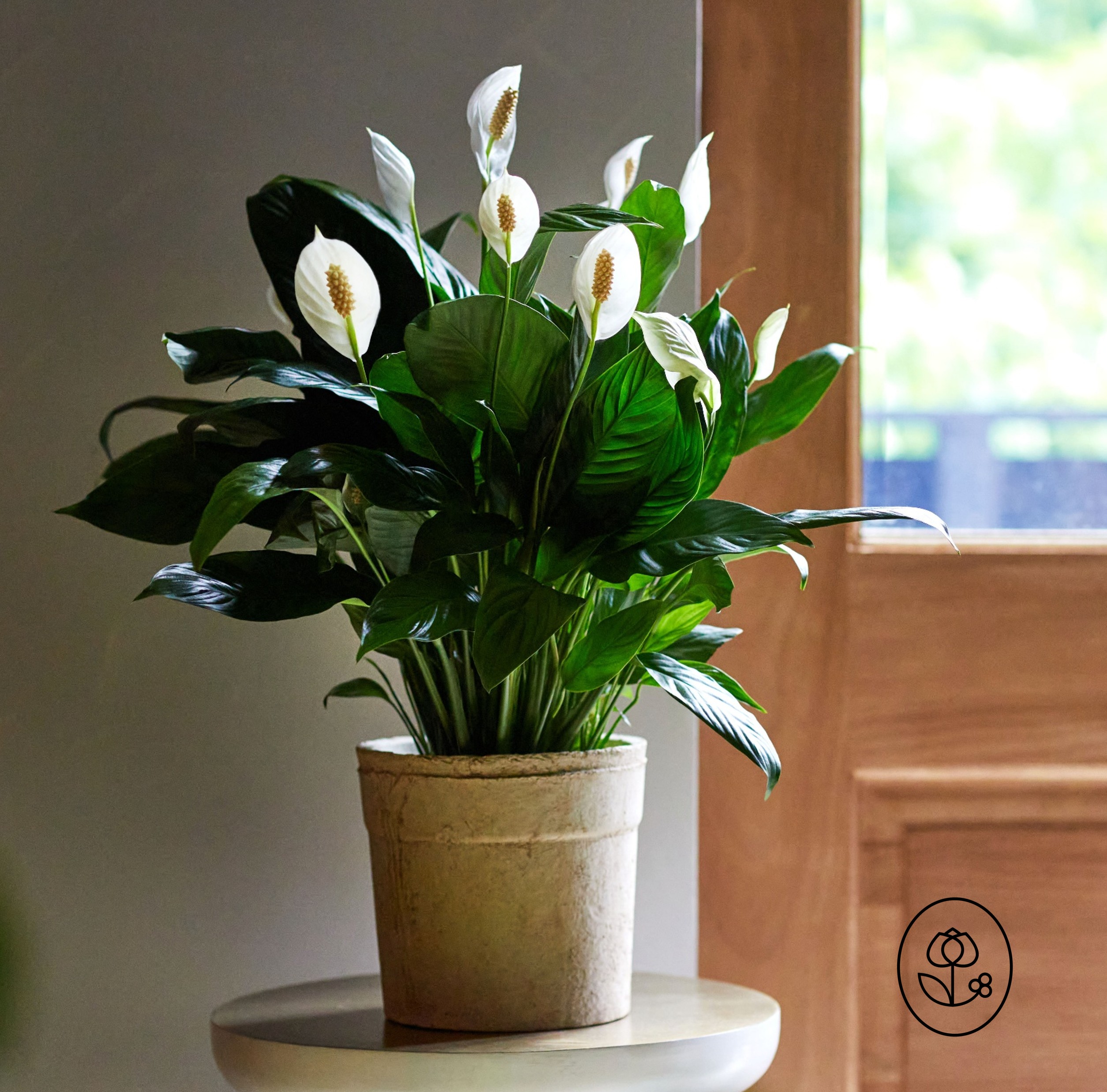 Spathiphyllum Lifestyle Dewar