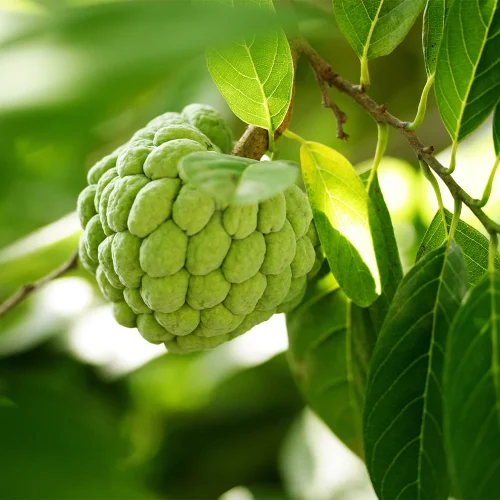 Sugar Apple