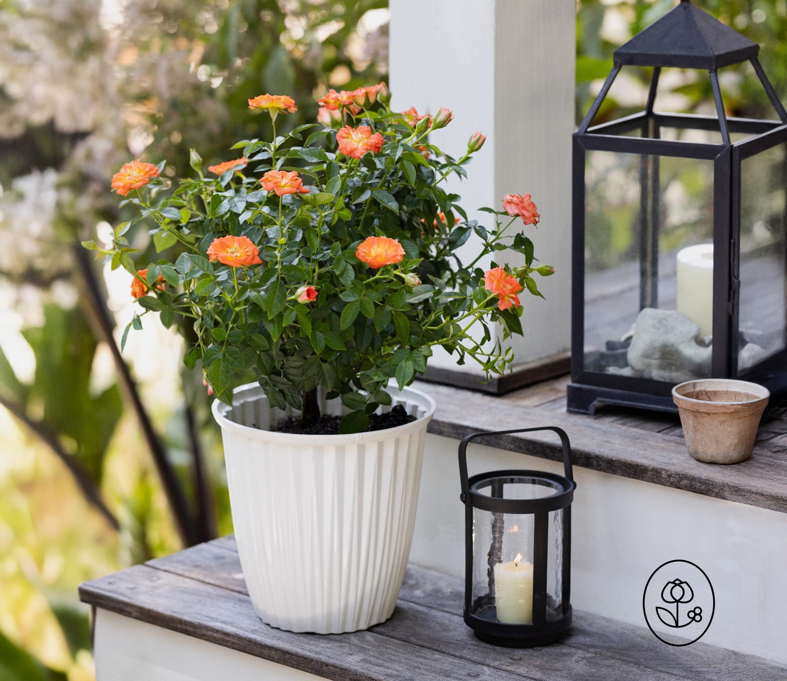 Sunblaze Rose Lifestyle Dewar