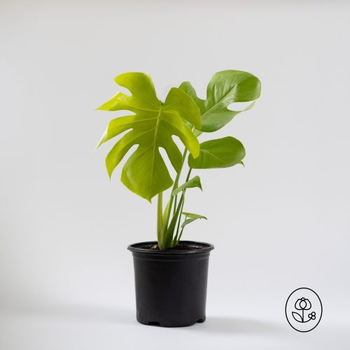 Monstera Super Golden
