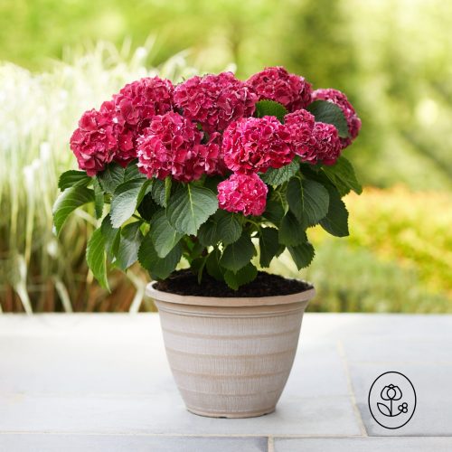 Tuxedo® Hydrangea