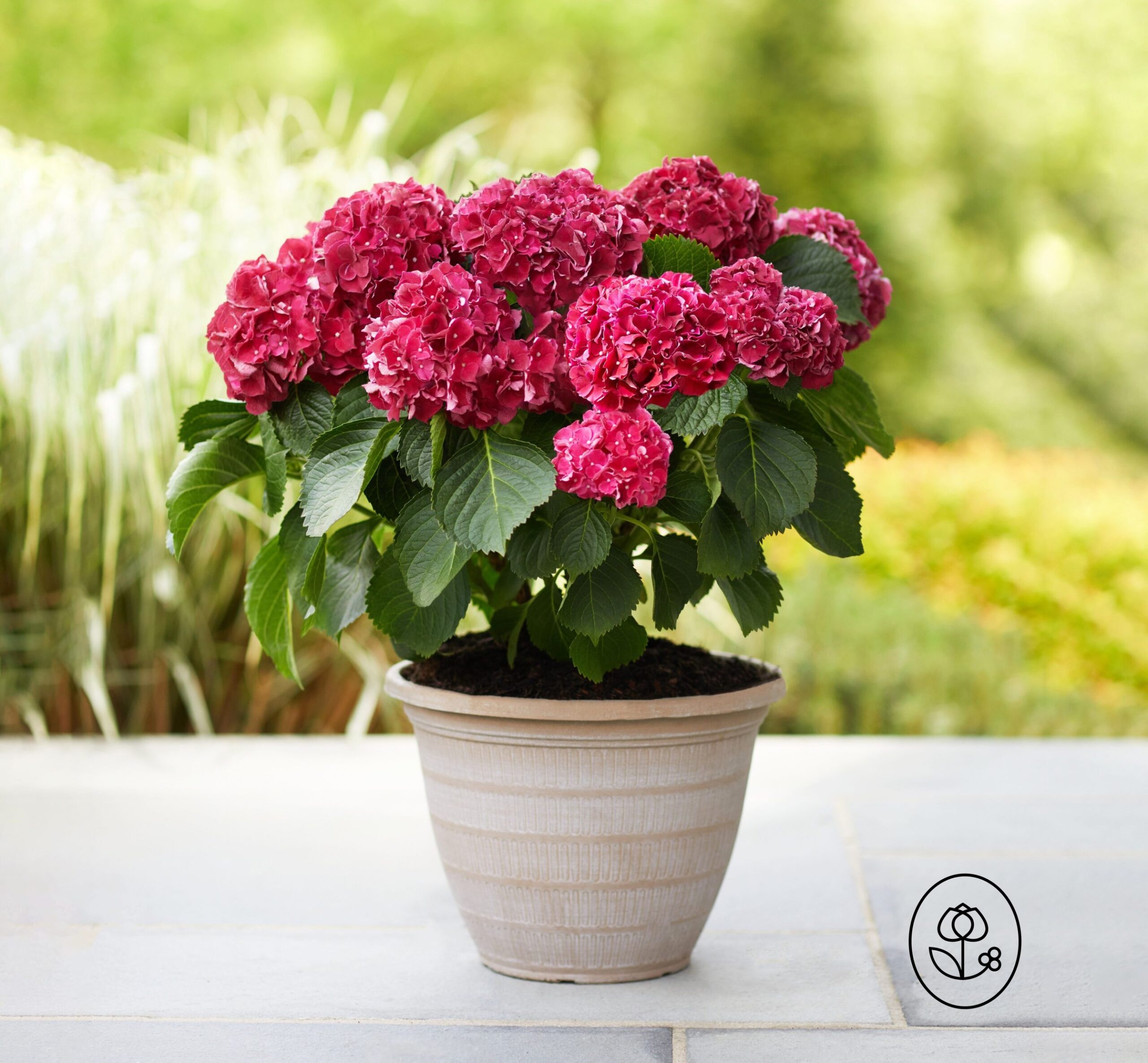 Tuxedo® Hydrangea