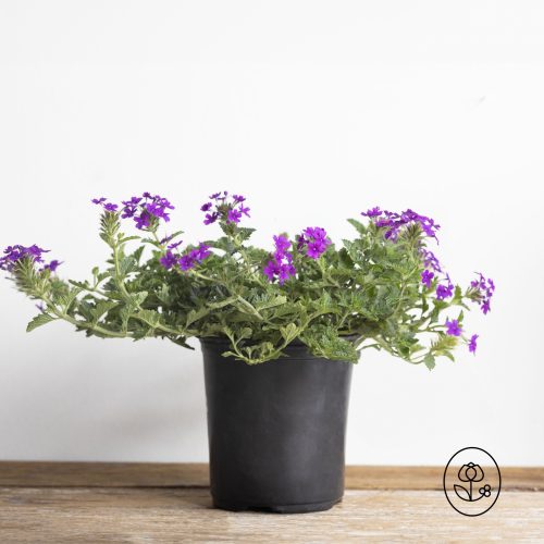 Verbena