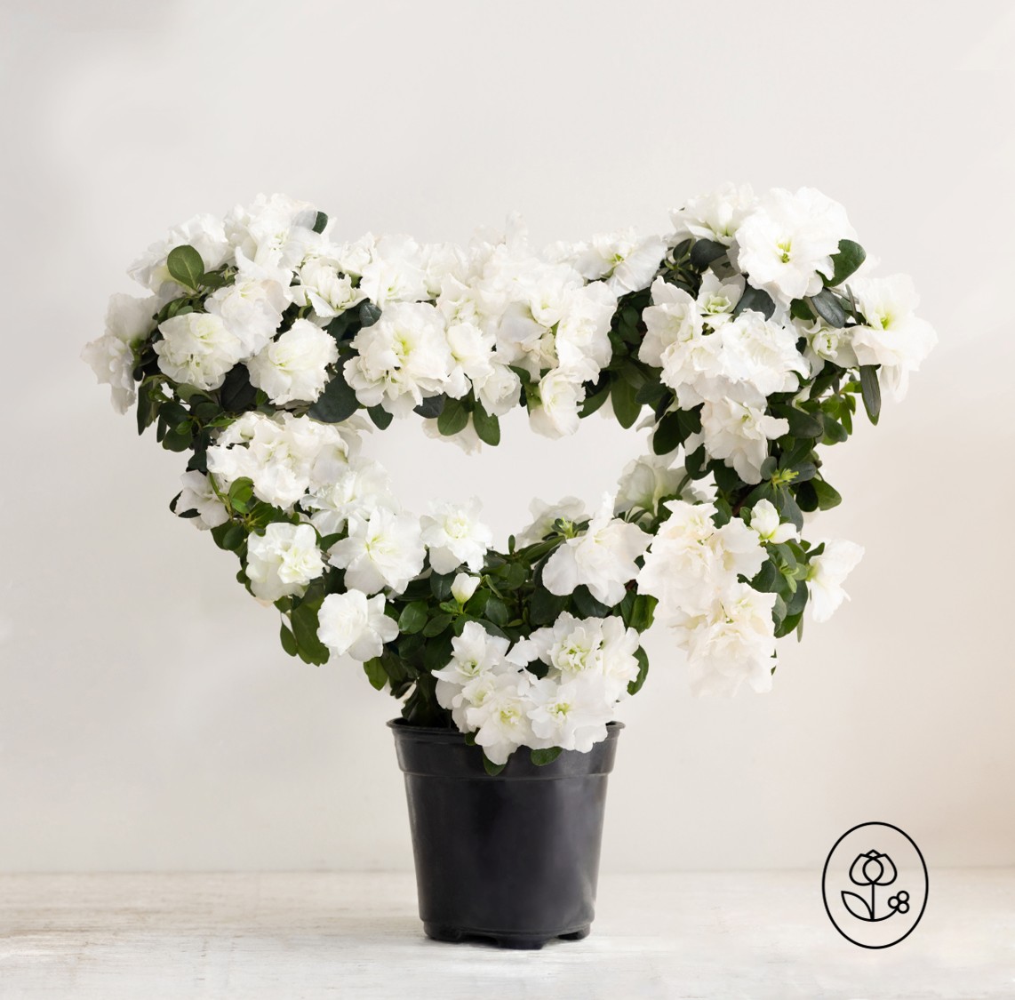 White Azalea Heart Topiary Grower Pot Dewar