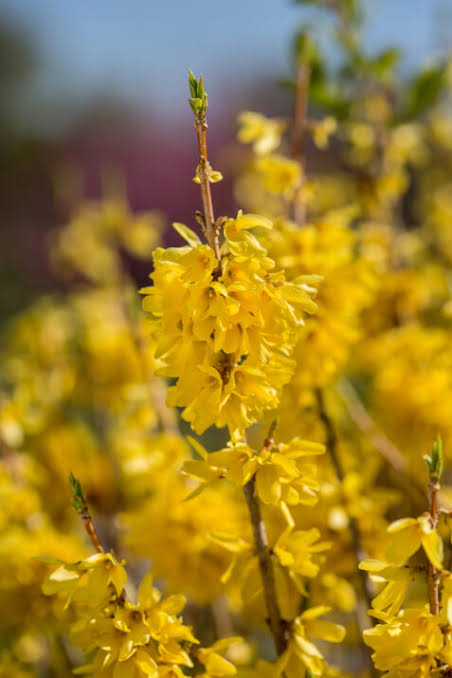 First Editions® Forsythia Spring Fling - Image 2