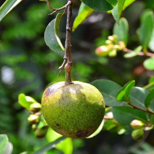 Pond Apple